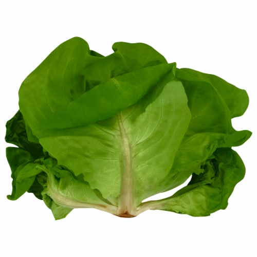 Living Lettuce Bibb