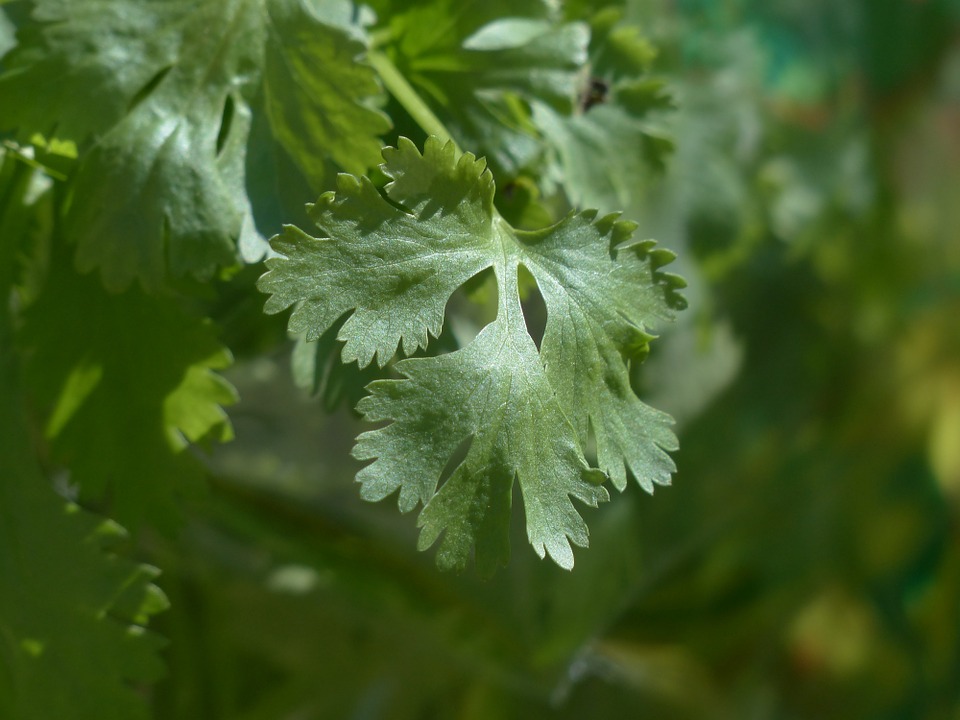 Real Coriander Coriander Plant Kitchen Herb Leaves-20 Inch by 30 Inch Laminated Poster with Bright Colors and Vivid Imagery-Fits Perfectly in Many Att