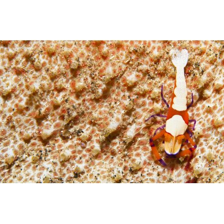 Emperor Shrimpon Sea Cucumber Sulawesi Indonesia Canvas Art - Steve JonesStocktrek Images (35 X 23)