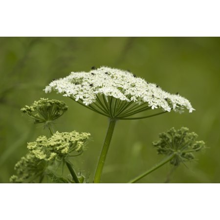 Black Flies a Pesky Biting Insect Crawl Across the Surface of Cow Parsnip (Heracleum Maximum) Alaska United States of America Canvas Art - Zachary She