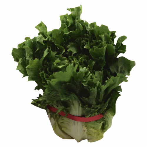 Endive Lettuce