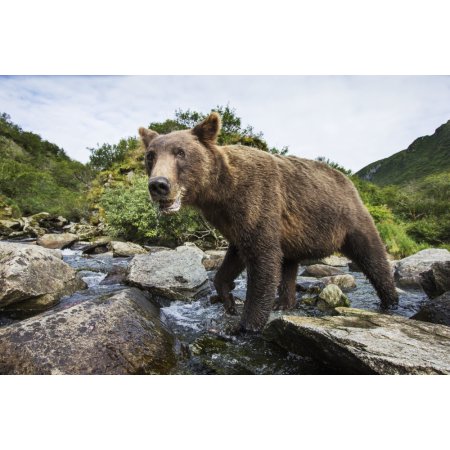 Close-up View of Coastal Brown Bear (Ursus Arctos) Fishing for Spawning Salmon in Stream by Kuliak Bay Katmai National Park Southwest Alaska Canvas Ar