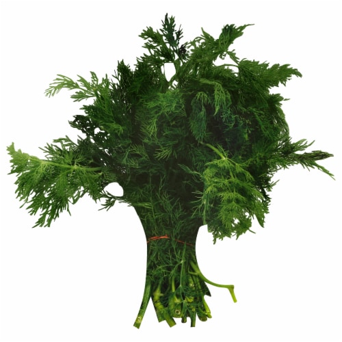 Fresh Bunch Dill